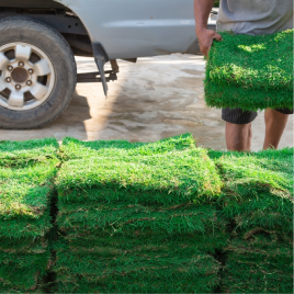 Grass