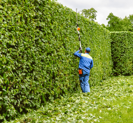 Hedge Trimming