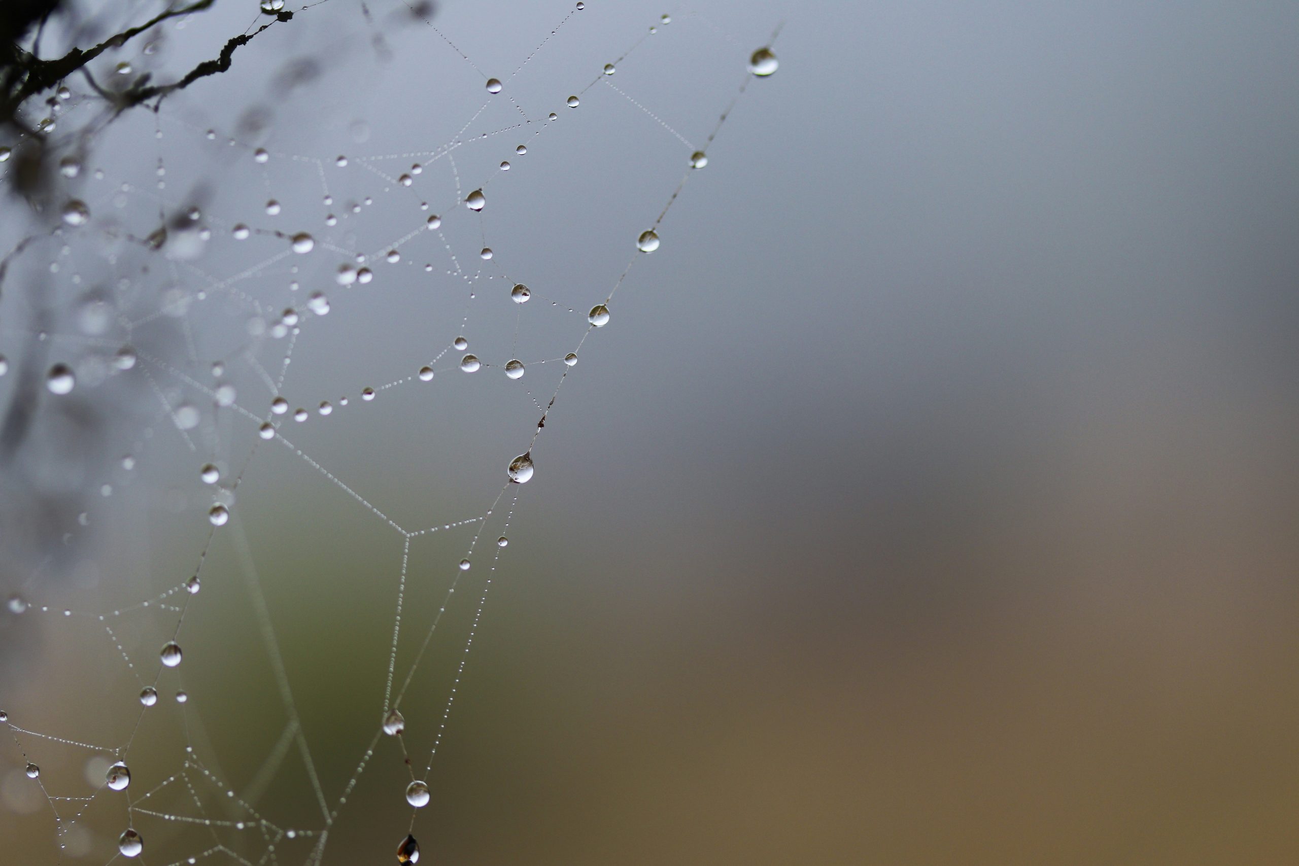 Water Drops On Web