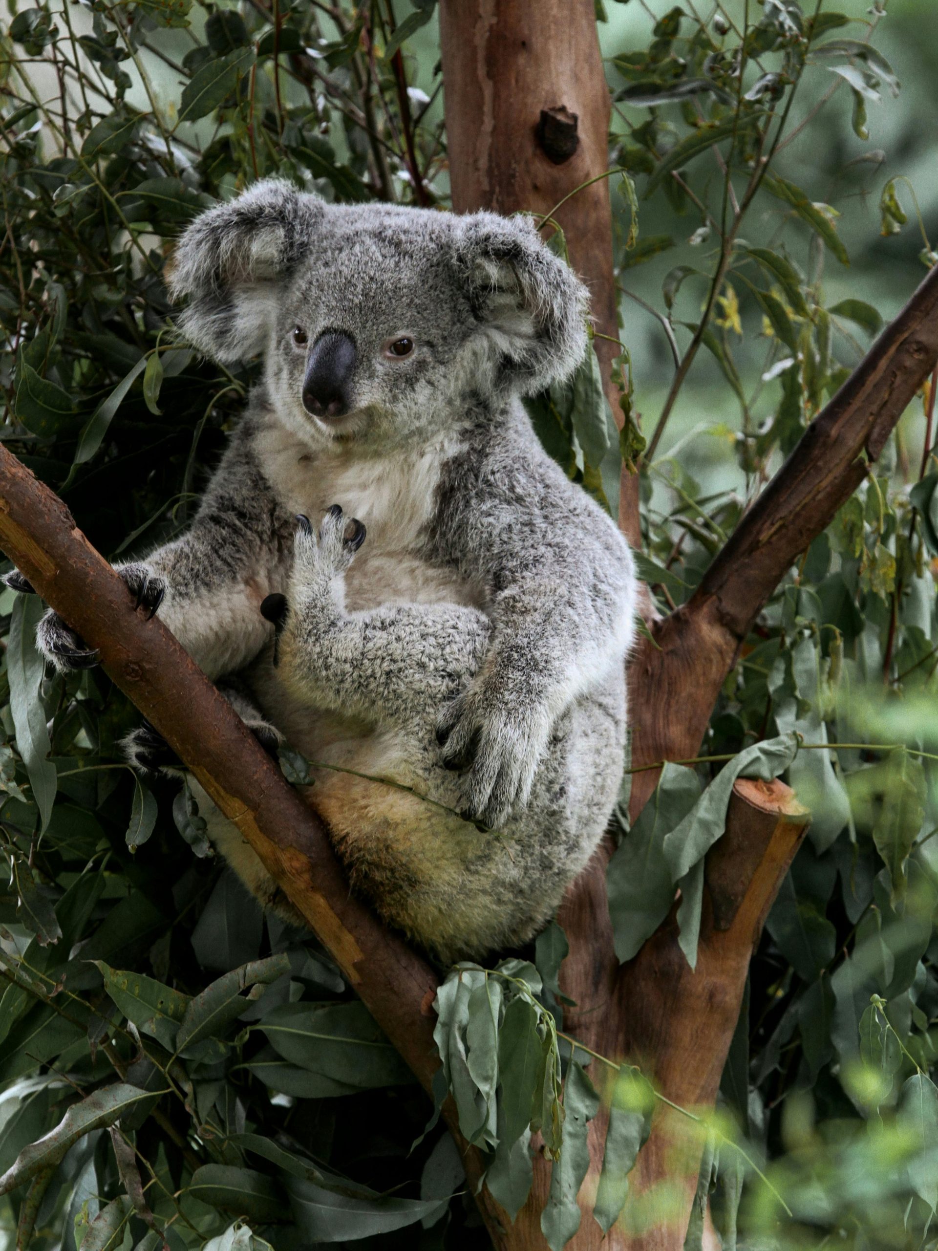 Koala