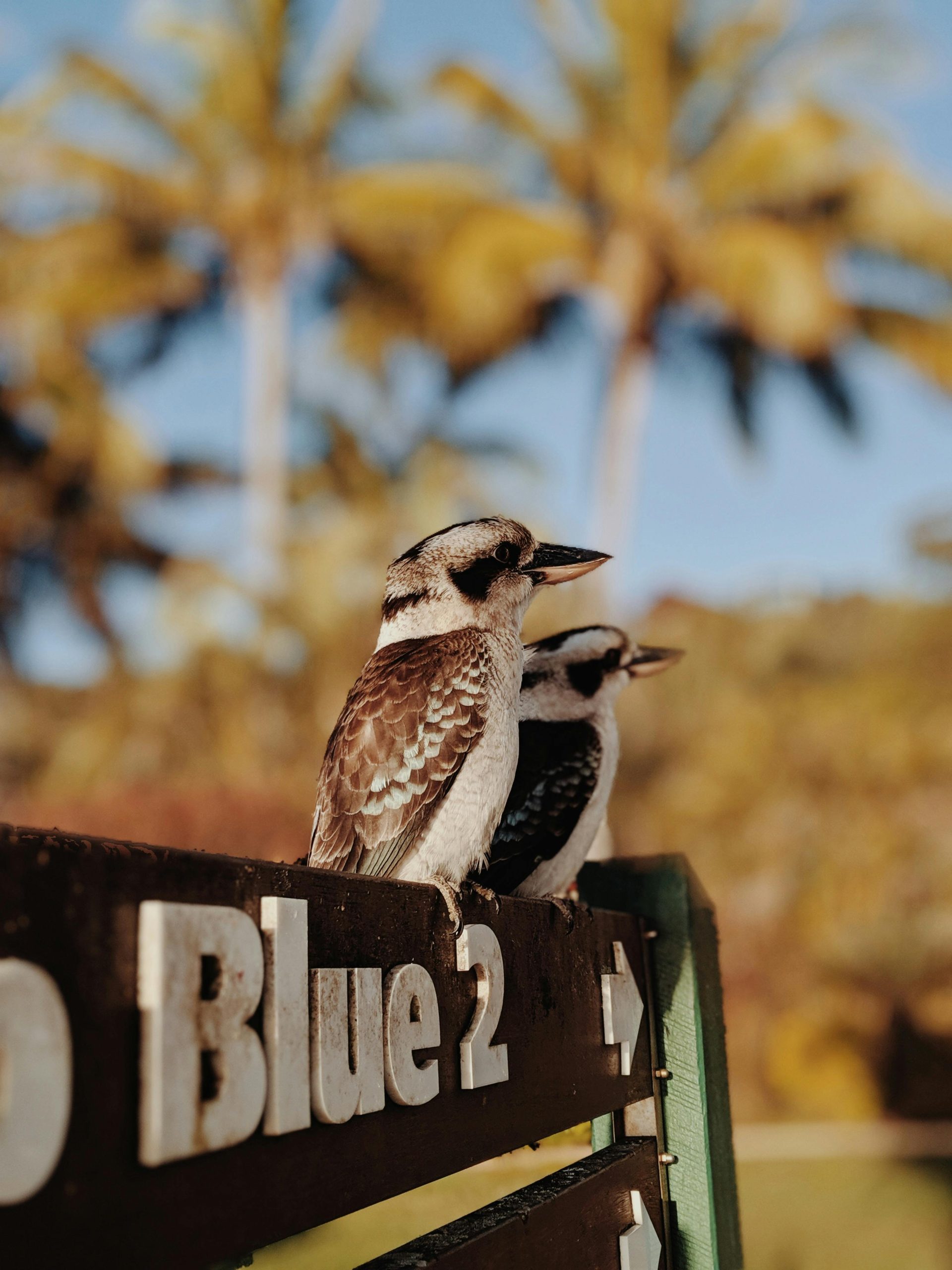 Birds